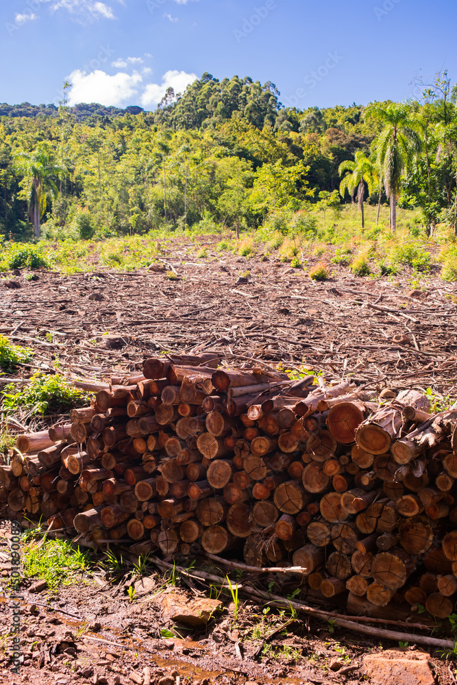 Pile of wood logs in the countryside of Tres Coroas, Rio Grande do Sul - Brazil Pile of wood logs in the countryside of Tres Coroas, Rio Grande do Sul - Brazil