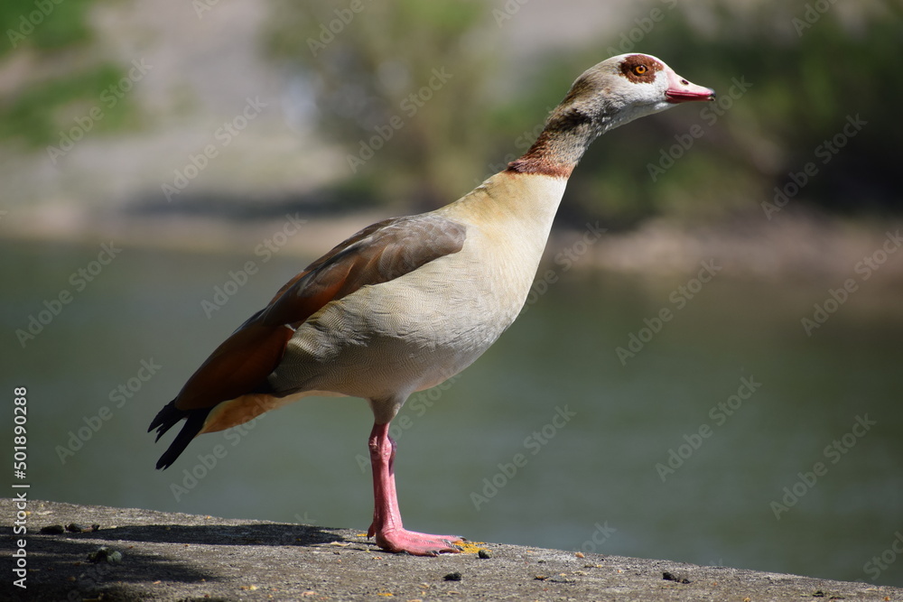 stehende Nilgans sieht in die Kamera stehende Nilgans sieht in die Kamera