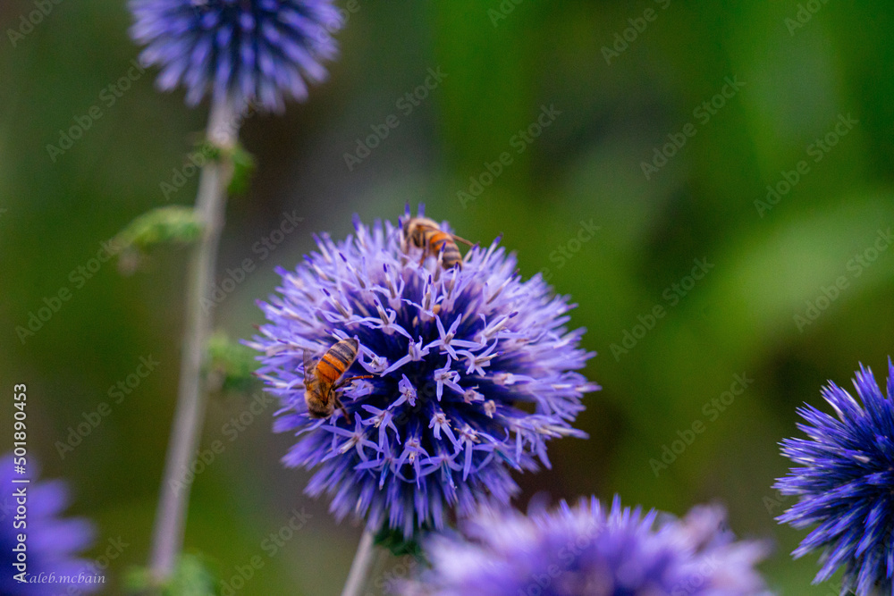 Bees on purple flower Bees on purple flower