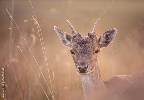 Fototapeta Naklejka Na Ścianę i Meble -  Junger Damhirsch im Morgenlicht