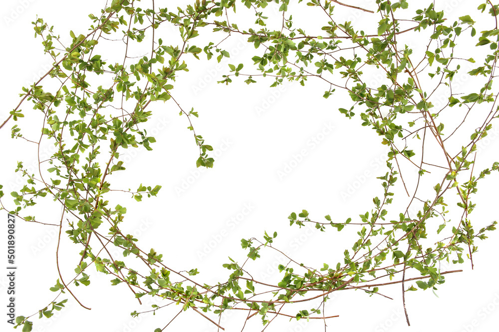 Frame with green tree branches isolated on white background. Spring branches with young leaves.