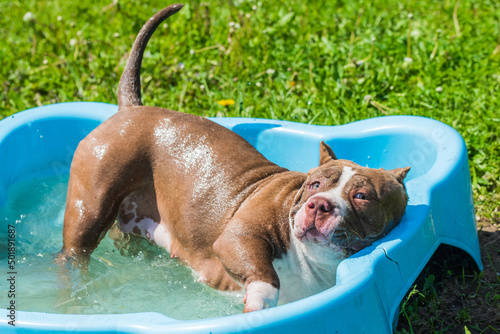 American Bully dog is swimming in pool