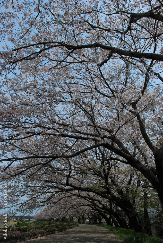 桜並木 桜並木