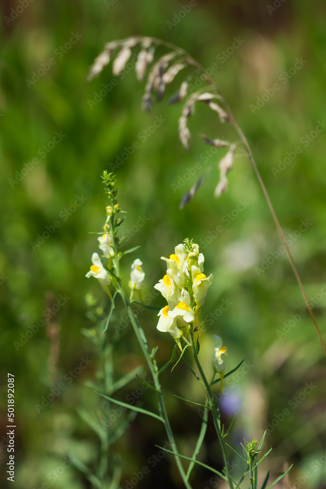 The common toadflax (lat. Linaria vulgaris), of the family Plantaginaceae. Central Russia. The common toadflax (lat. Linaria vulgaris), of the family Plantaginaceae. Central Russia.