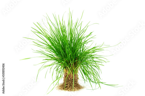 green grass with roots on white background