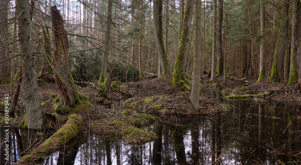 Springtime alder-bog forest Springtime alder-bog forest