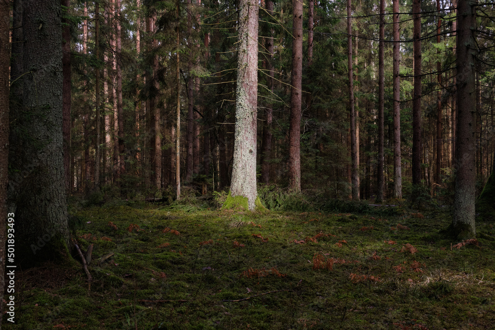 Springtime coniferous forest tree stan in sun Springtime coniferous forest tree stan in sun