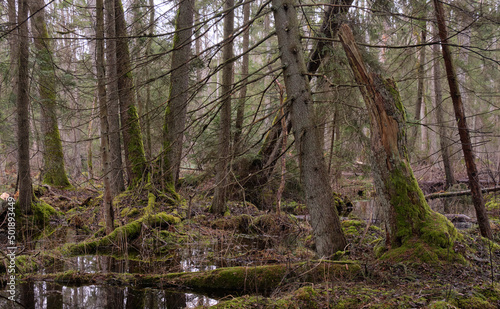 Springtime alder-bog forest