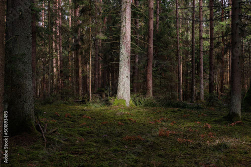 Springtime coniferous forest tree stan in sun