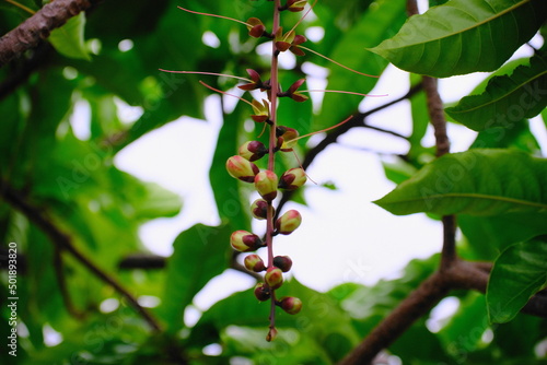 Wallpaper Mural 花 Torontodigital.ca