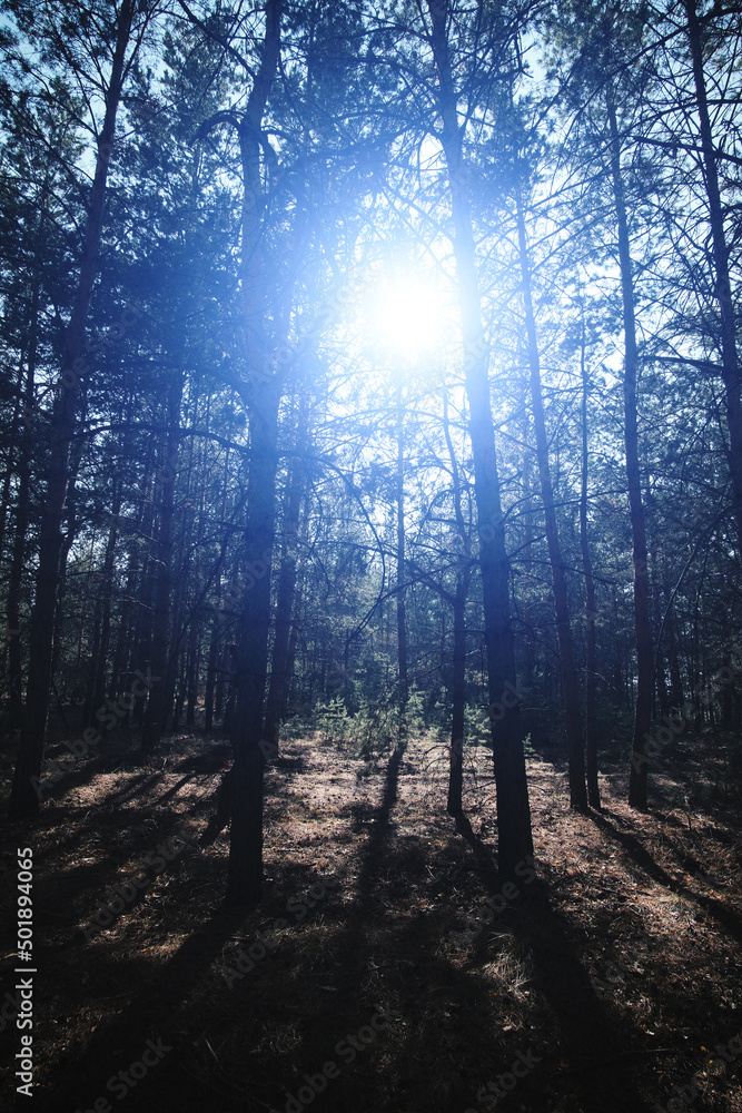 Fototapeta premium Bright blue light in a pine forest, mysticism and UFO.