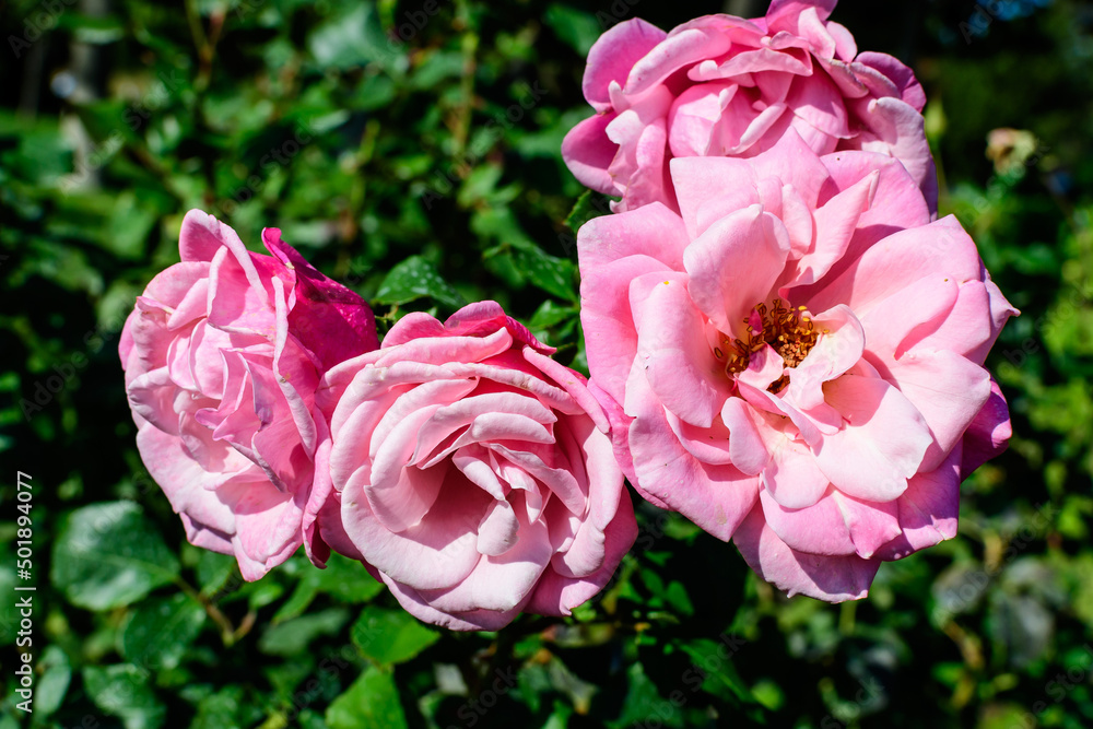 Many large and delicate vivid pink roses in full bloom in a summer garden, in direct sunlight, with blurred green leaves in the background. Many large and delicate vivid pink roses in full bloom in a summer garden, in direct sunlight, with blurred green leaves in the background.
