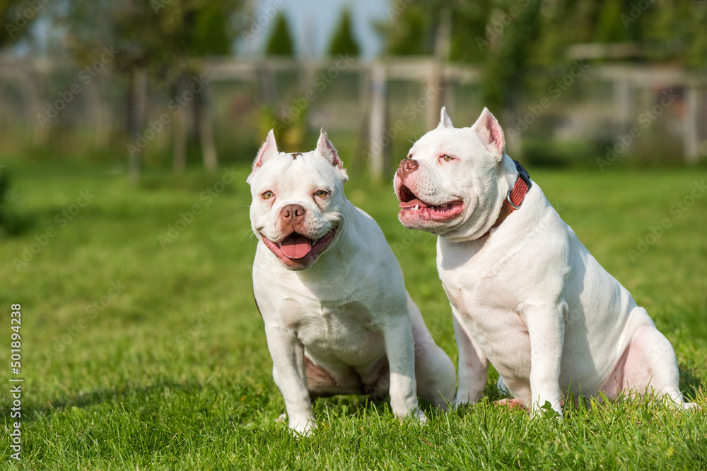 Two White color American Bully dogs are on nature Two White color American Bully dogs are on nature