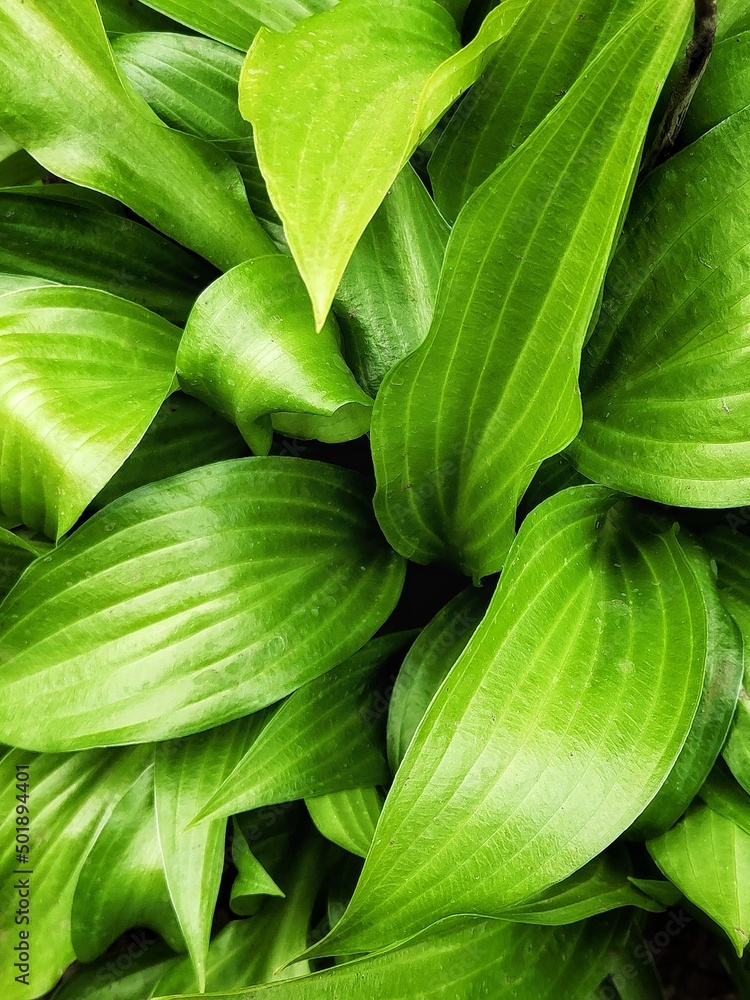 Fototapeta premium Background of beautiful green leaves. Nature backdrop. 