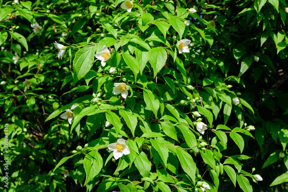 Fresh delicate white flowers and green leaves of Philadelphus coronarius ornamental perennial plant, known as sweet mock orange or English dogwood, in a garden in a sunny summer day, beautiful outdoor Fresh delicate white flowers and green leaves of Philadelphus coronarius ornamental perennial plant, known as sweet mock orange or English dogwood, in a garden in a sunny summer day, beautiful outdoor
