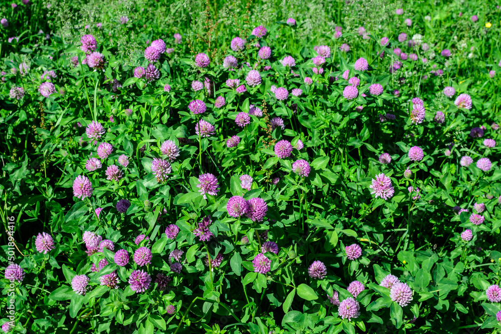 Background of clover or trefoil (Trifolium) pink flowers and many green leaves in a sunny spring day, beautiful outdoor floral background.