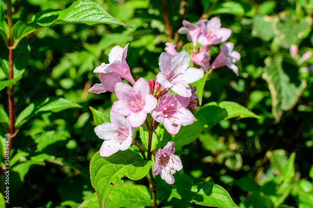 Many light pink flowers of Weigela florida plant with flowers in full bloom in a garden in a sunny spring day, beautiful outdoor floral background photographed with soft focus. Many light pink flowers of Weigela florida plant with flowers in full bloom in a garden in a sunny spring day, beautiful outdoor floral background photographed with soft focus.