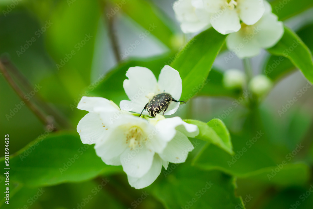 Oxythyrea funesta, of the family Cetoniidae, on the
sweet mock orange (lat. Philadelphus coronarius), of the family Hydrangaceae. Central Russia. Oxythyrea funesta, of the family Cetoniidae, on the
sweet mock orange (lat. Philadelphus coronarius), of the family Hydrangaceae. Central Russia.