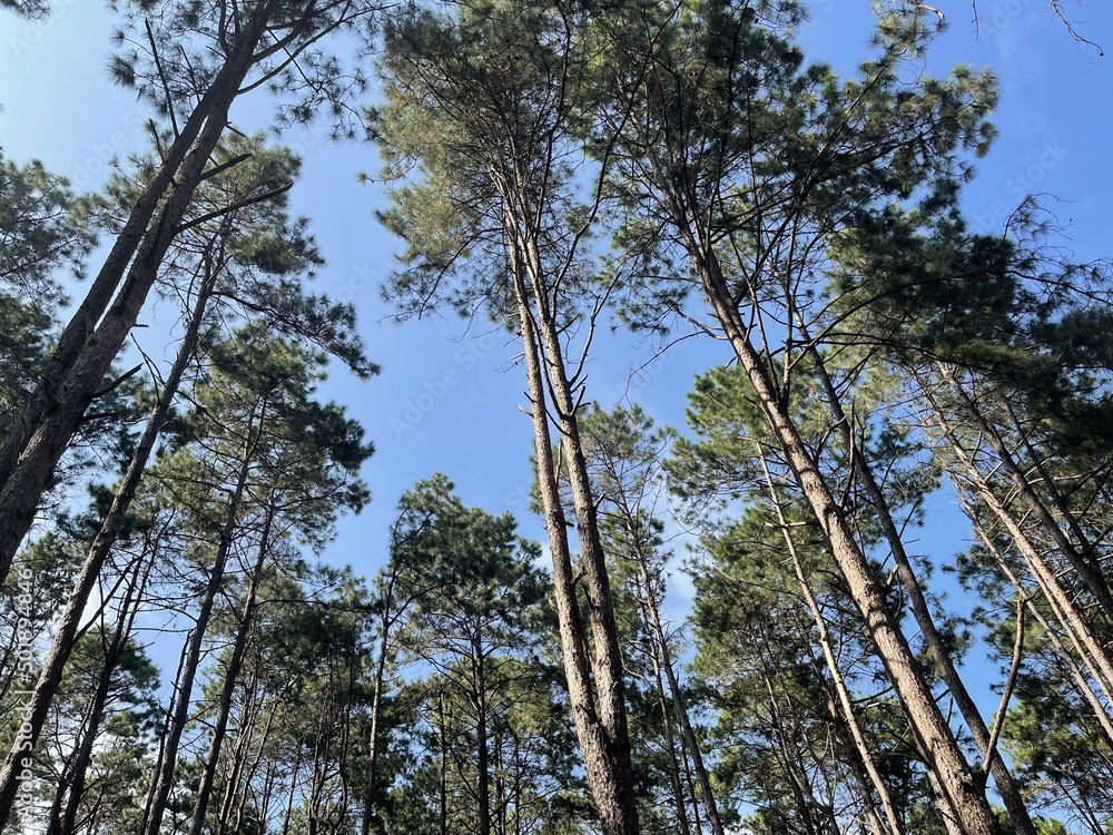 Obraz premium trees in the forest