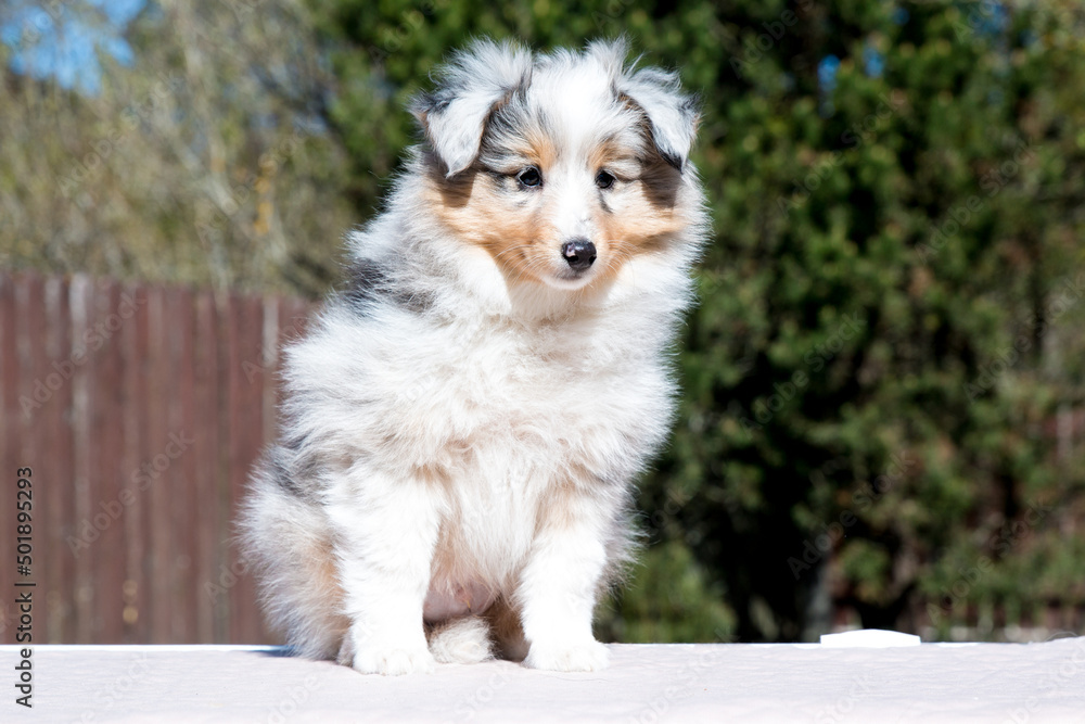 Stunning nice fluffy blue merle with white shetland sheepdog puppy, sheltie sitting outside on a sunny autumn day. Small, little cute collie dog, lassie portrait in spring time with green background Stunning nice fluffy blue merle with white shetland sheepdog puppy, sheltie sitting outside on a sunny autumn day. Small, little cute collie dog, lassie portrait in spring time with green background