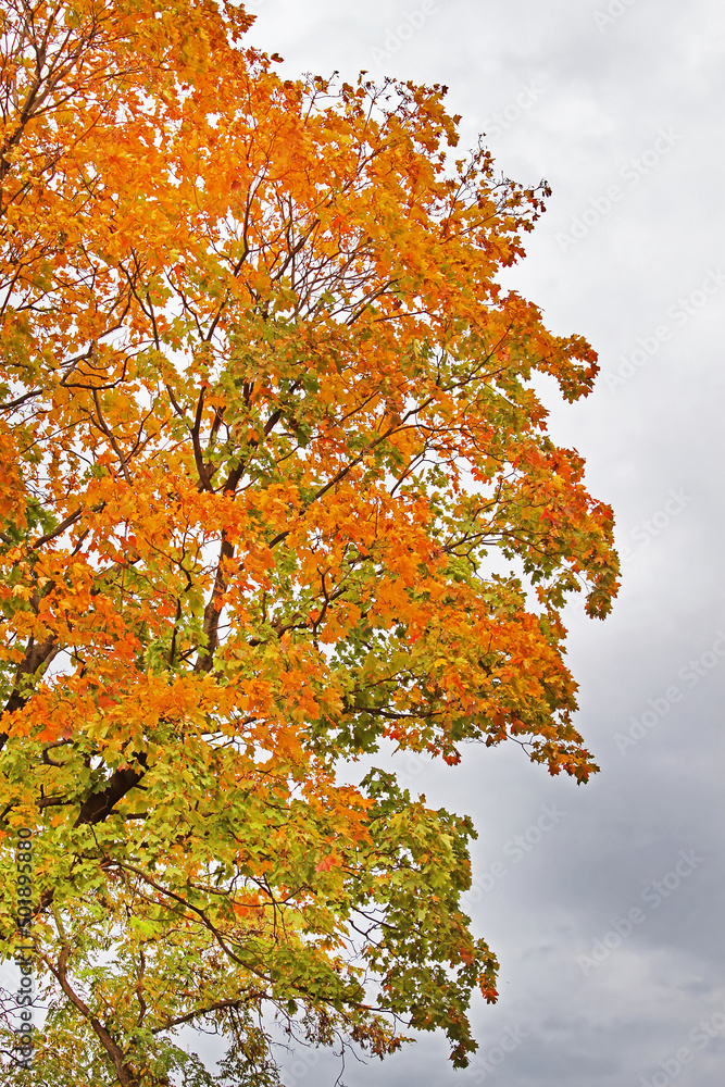 Red and yellow foliage in the autumn Red and yellow foliage in the autumn