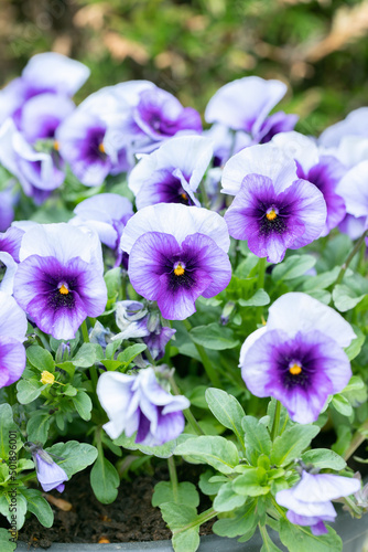 Group of light blue and purple pansy blossoms.