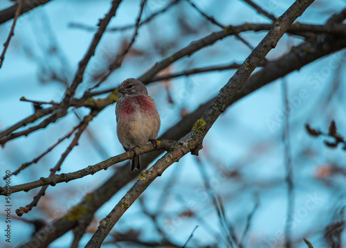 the oatmeal bird is sitting on a tree branch