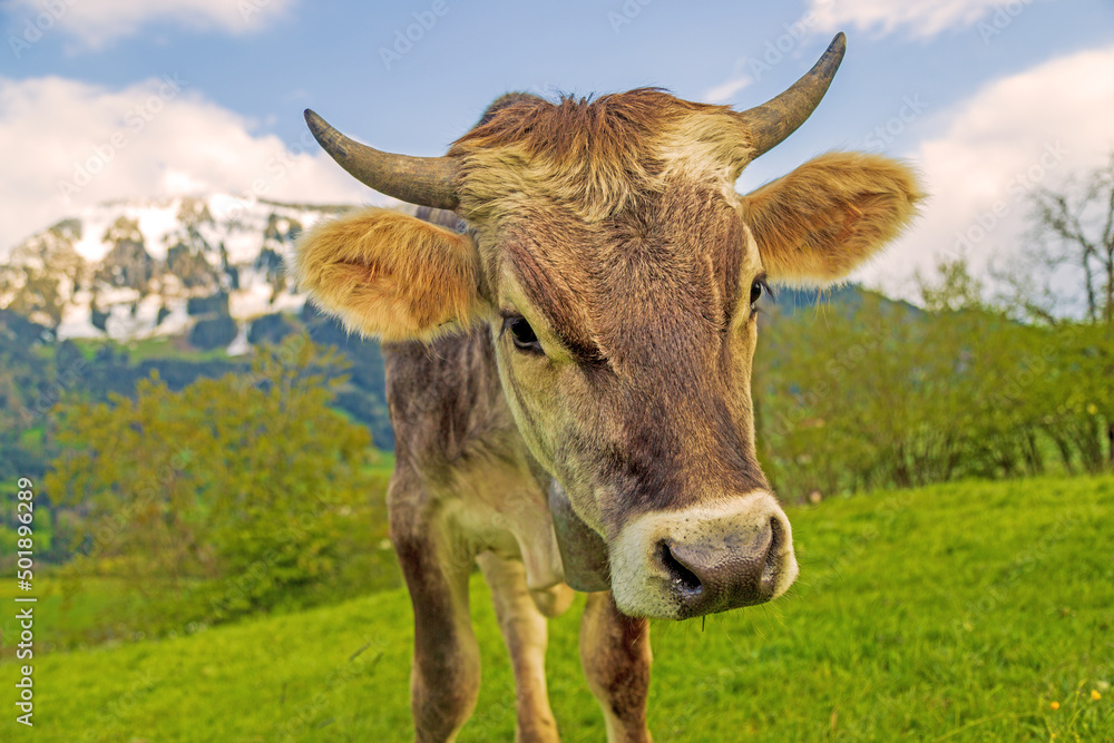 Kuh - Allgäu - Grünten - Hörner - Kälbchen Kuh - Allgäu - Grünten - Hörner - Kälbchen