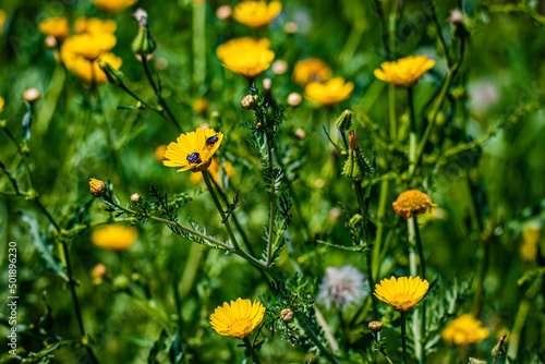 yellow flowers in the field © AlexTow