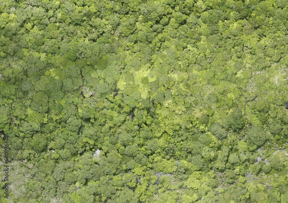 Top View Aerial Photograph of Forest