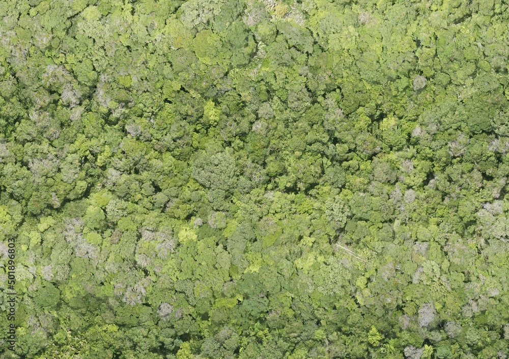 Obraz premium Top View Aerial Photograph of Forest