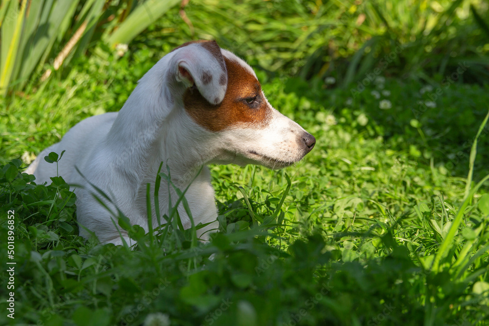 Happy active dog in fresh spring grass on sunny day. Jack Russell terrier and spring.