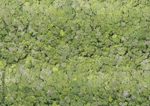 Top View Aerial Photograph of Forest