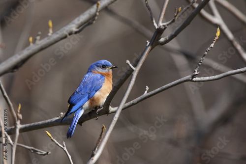 eastern bluebird in early spring. Québec, Canada