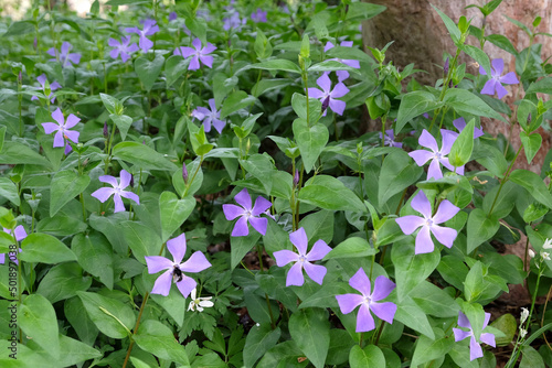 Star shaped blue periwinkles in flower photo