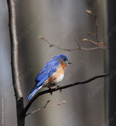 eastern bluebird in early spring. Québec, Canada