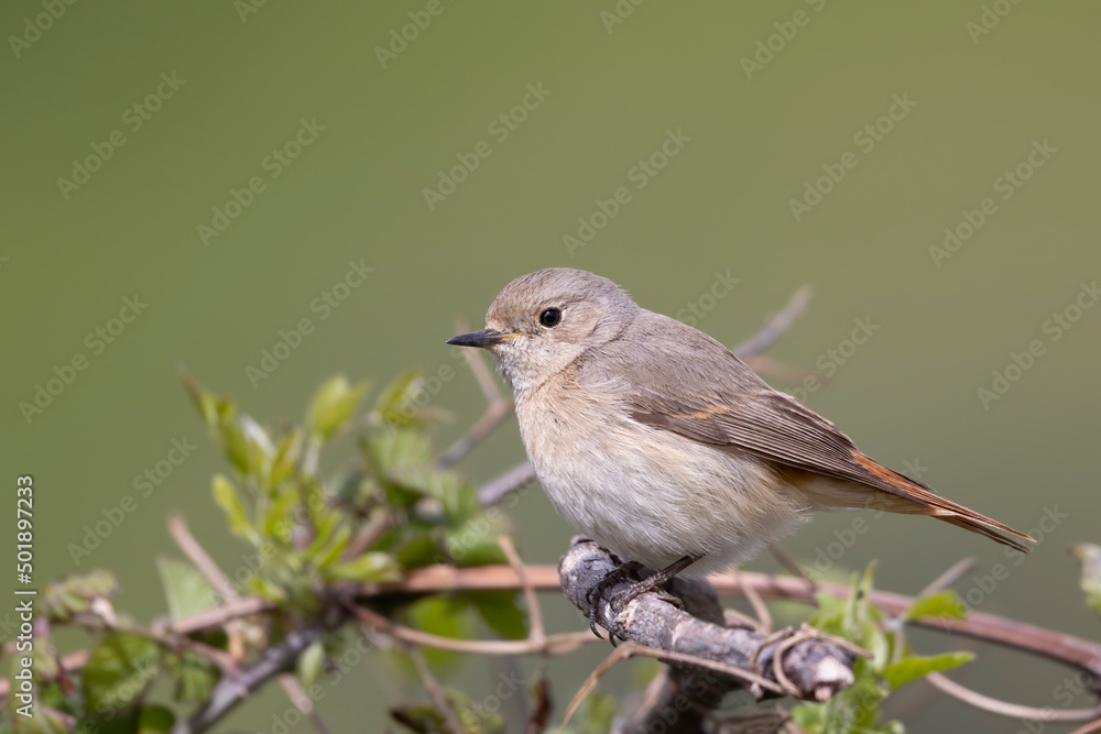 The common redstart female (Phoenicurus phoenicurus) The common redstart female (Phoenicurus phoenicurus)