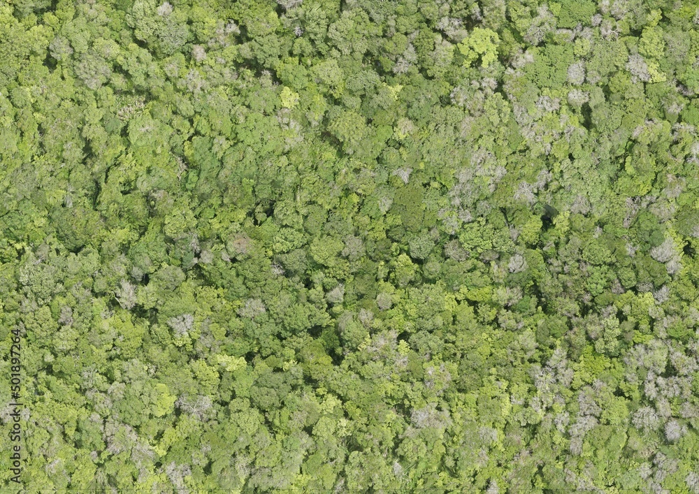 Top View Aerial Photograph of Forest Top View Aerial Photograph of Forest