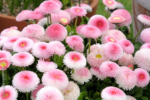 Pink bellis daisies in flower. photo