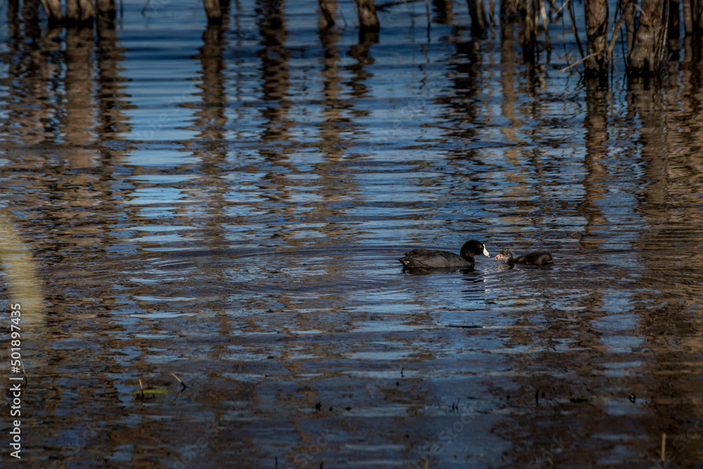Amercian Coot looking for food Elk Island National Park Alberta Canada