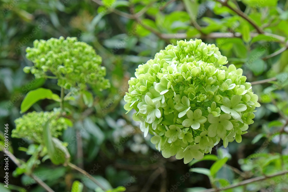 Viburnum macrocephalum 'sterile' in flower. Viburnum macrocephalum 'sterile' in flower.