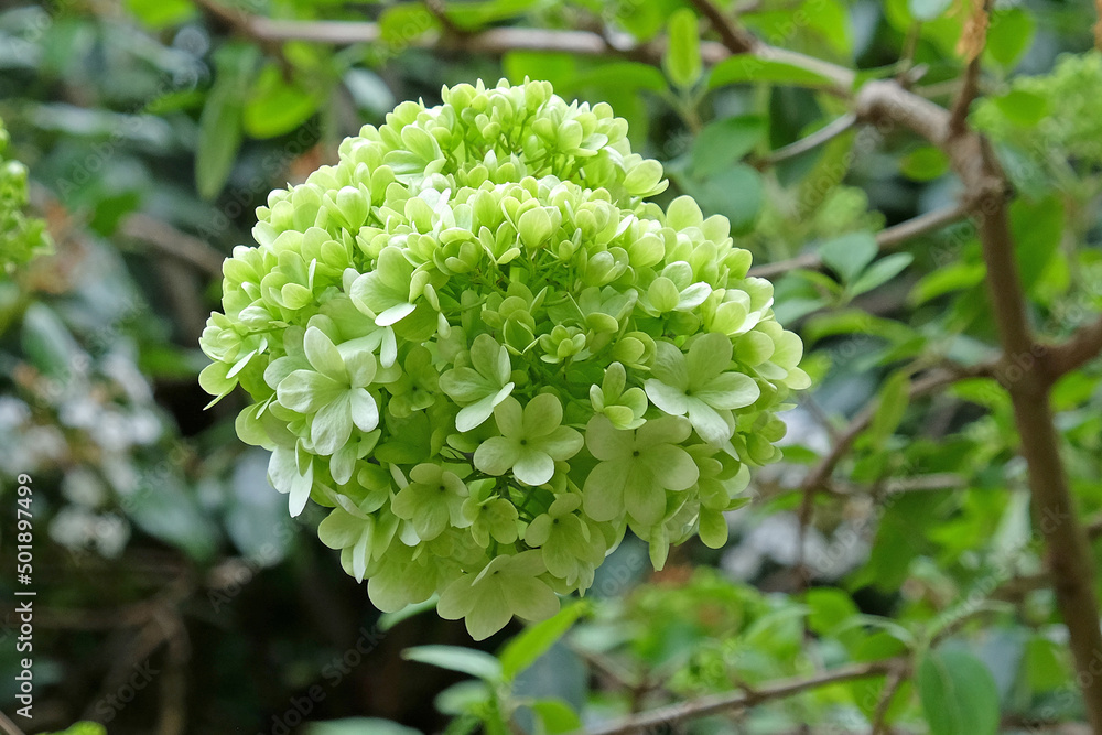 Viburnum macrocephalum ÔsterileÕ in flower. Viburnum macrocephalum ÔsterileÕ in flower.