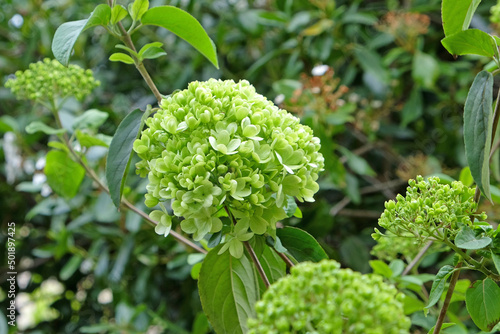Viburnum macrocephalum 'sterile' in flower.