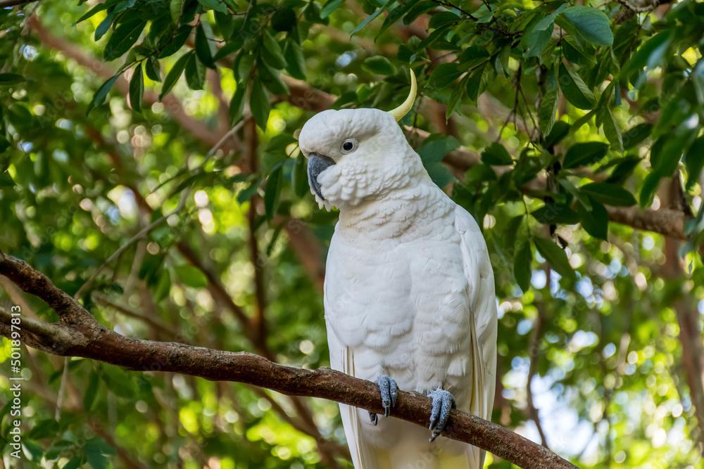 Sulphur-crested cockatoo sitting on the tree close up. Australian wildlife nature in the morning Sulphur-crested cockatoo sitting on the tree close up. Australian wildlife nature in the morning