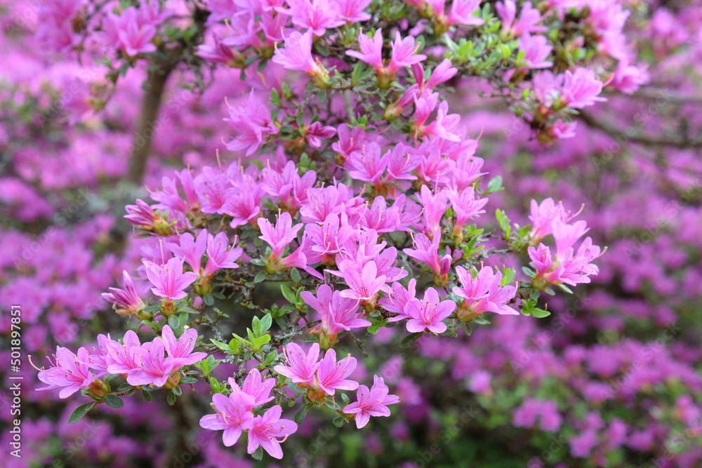 Large lilac purple azalea tree in flower.