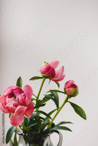 Blooming pink red coral peony flower bouquet with green leaf and stem in a glass vase on minimal white grey background with copy space. Creative floral composition. Botany wallpaper or greeting card.