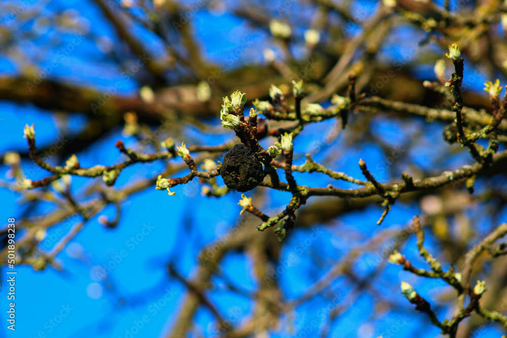 Last year's dried apple survived the winter against a backdrop of blossoming young pagons Last year's dried apple survived the winter against a backdrop of blossoming young pagons