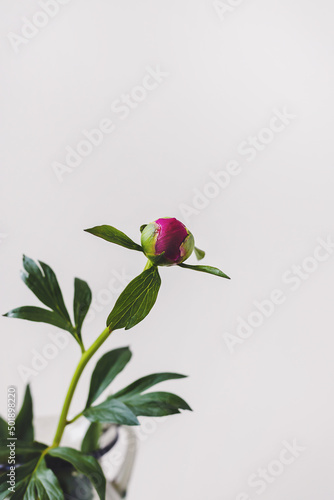 One blooming pink red coral peony flower with green leaf and stem on minimal white grey background with copy space. Floral composition. Botany wallpaper or greeting card. Creative close up.