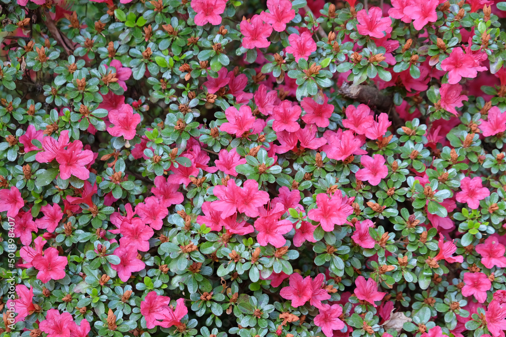 Dainty pink Rhododendron flowers in bloom.