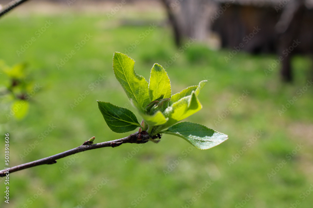 Green bud on an apple tree, green bud phase of an apple tree Green bud on an apple tree, green bud phase of an apple tree